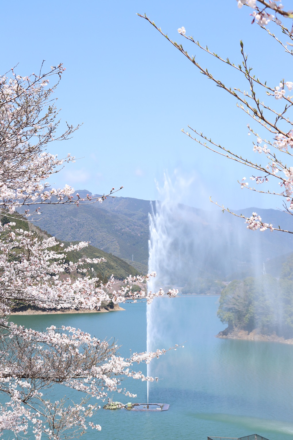 市房ダム湖畔のサクラの写真