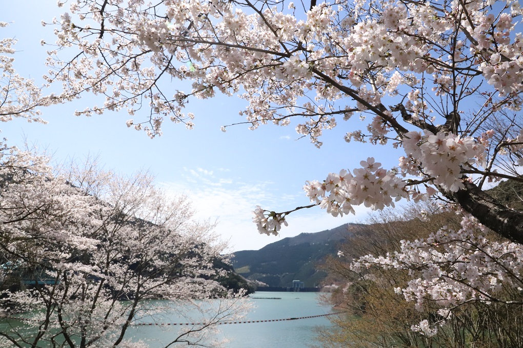 市房ダム湖畔 満開のサクラの写真