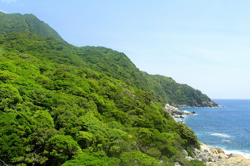 屋久島の森の写真