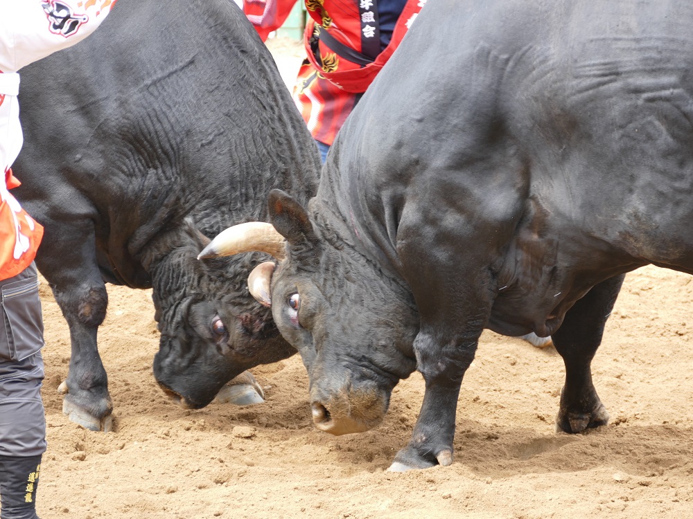 闘牛大会の様子・角をぶつけ合う牛の写真