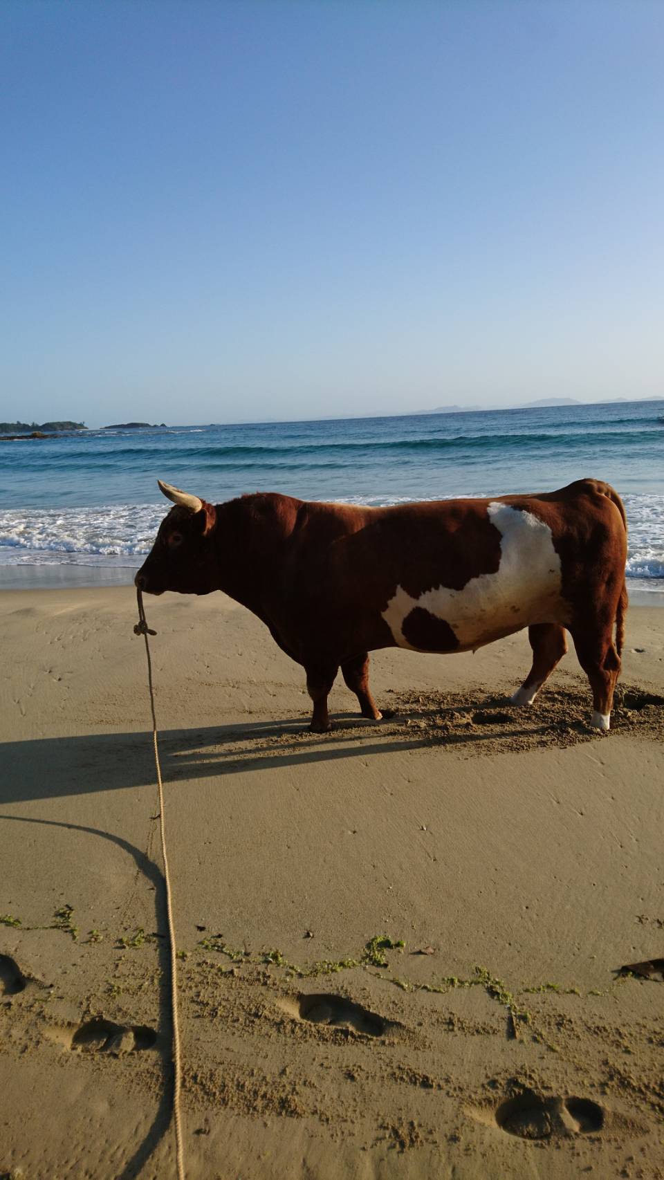 トレーニングの一環として砂浜を歩く闘牛の写真
