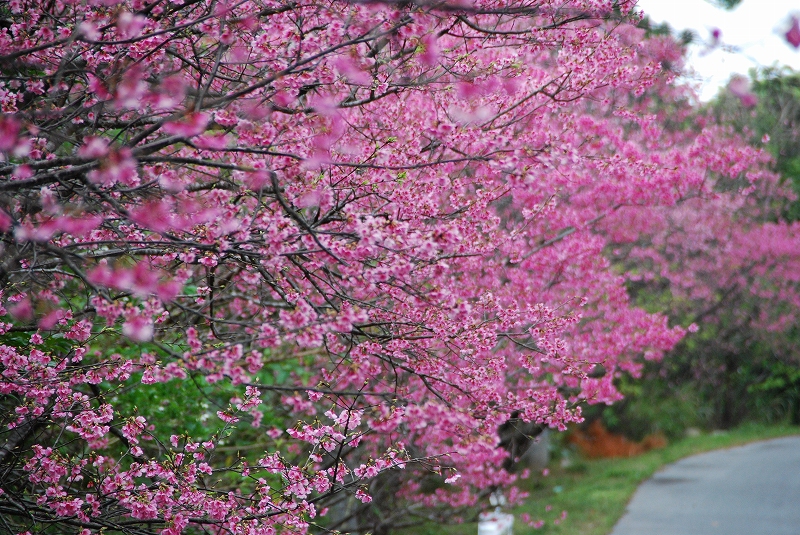 久米島の桜並木（久米島）の写真
